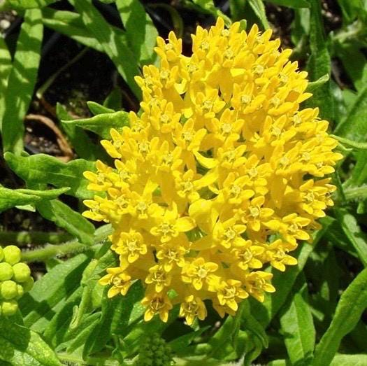 Hello Yellow Butterfly Milkweed Seeds, Asclepius Tuberosa MW1210