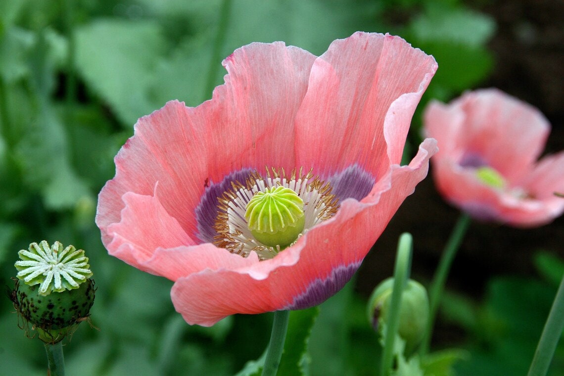 1000 Poppy "THE GIANT" Giganteum Pink & Purple Flower Seeds PS271MR