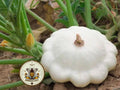 White Patty Pan Squash Seeds, Cucurbita Pepo, Scallop, Summer Squash CB0725