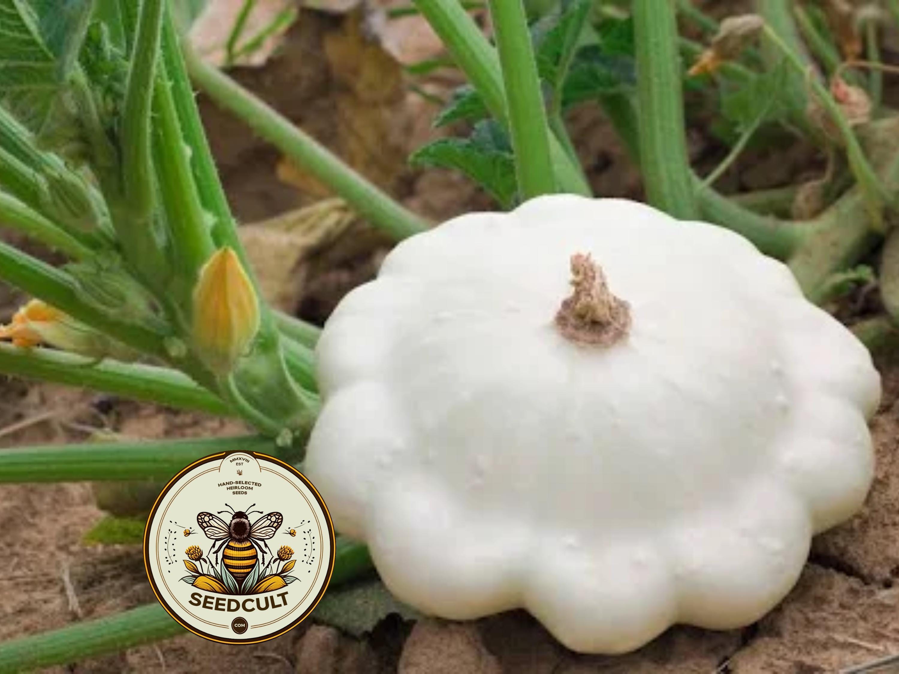 White Patty Pan Squash Seeds, Cucurbita Pepo, Scallop, Summer Squash CB0725