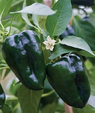 NEW! Poblano Pepper Seeds, Mildly Spicy stuffing pepper, Ancho CH1125