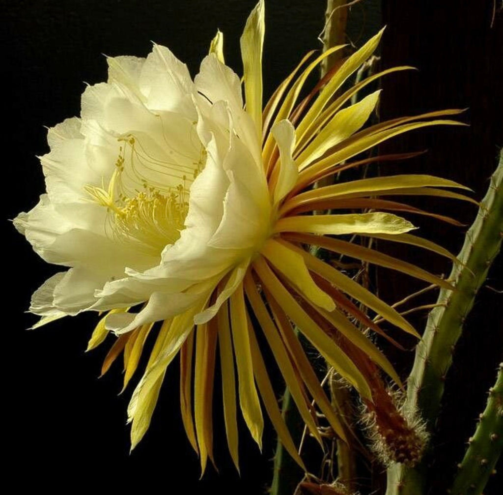 NIGHT BLOOMING CEREUS