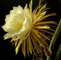 NIGHT BLOOMING CEREUS