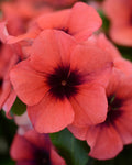 Papaya Tattoo Vinca Seeds, Periwinkle, Catharanthus Roseus, Madagascar Periwinkle, VN1310