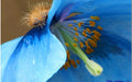 Himalayan Blue Poppy Seeds, Meconopsis Betonicifolia, Baileyi ME3015R