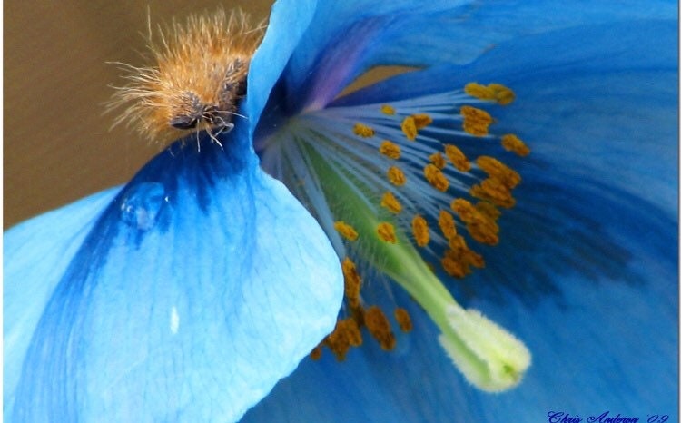 Himalayan Blue Poppy Seeds, Meconopsis Betonicifolia, Baileyi ME3015R