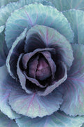 Bulk Red Acre Cabbage Heirloom Seeds, Brassica oleracea var. capitata BR031C
