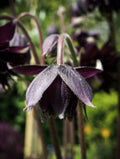 Black Barlow, Night Queen Columbine Seeds, Double Flowering Shade Perennial, Aquilegia Vulgaris AQ0720