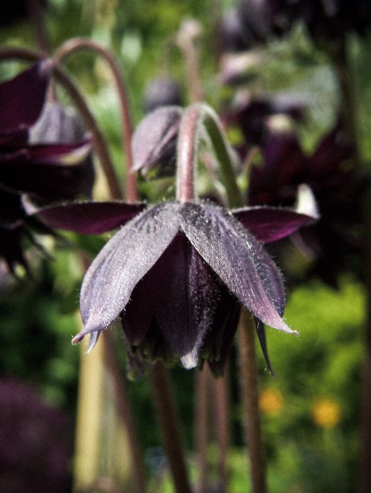 Black Barlow, Night Queen Columbine Seeds, Double Flowering Shade Perennial, Aquilegia Vulgaris AQ0720
