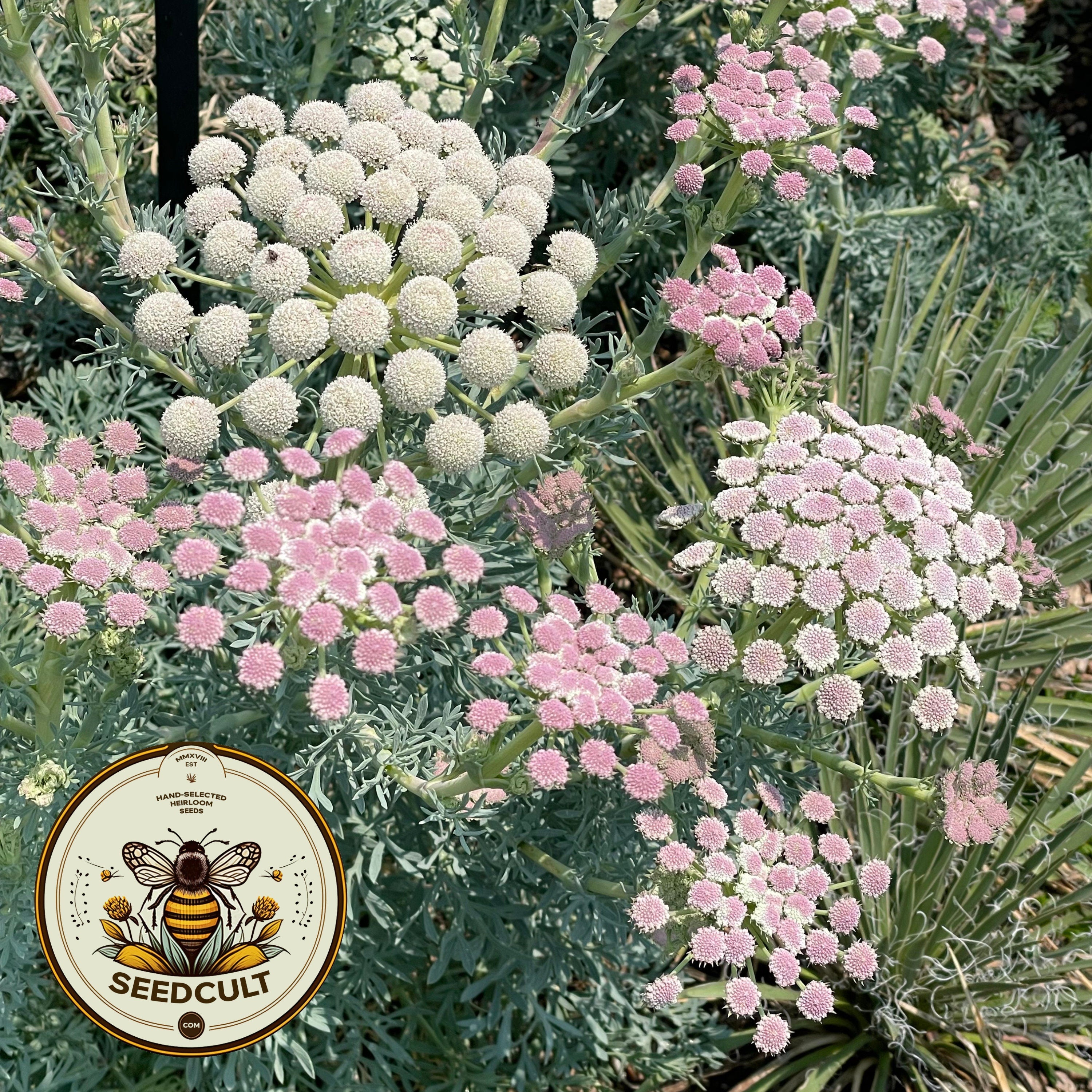 RARE MOON CARROT, 10
