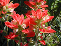 Scarlet Indian Paintbrush Seeds, Castilleja Indivisa CJ0150
