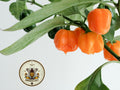 Orange Habanero Pepper Seeds, Capsicum Annuum CH2825
