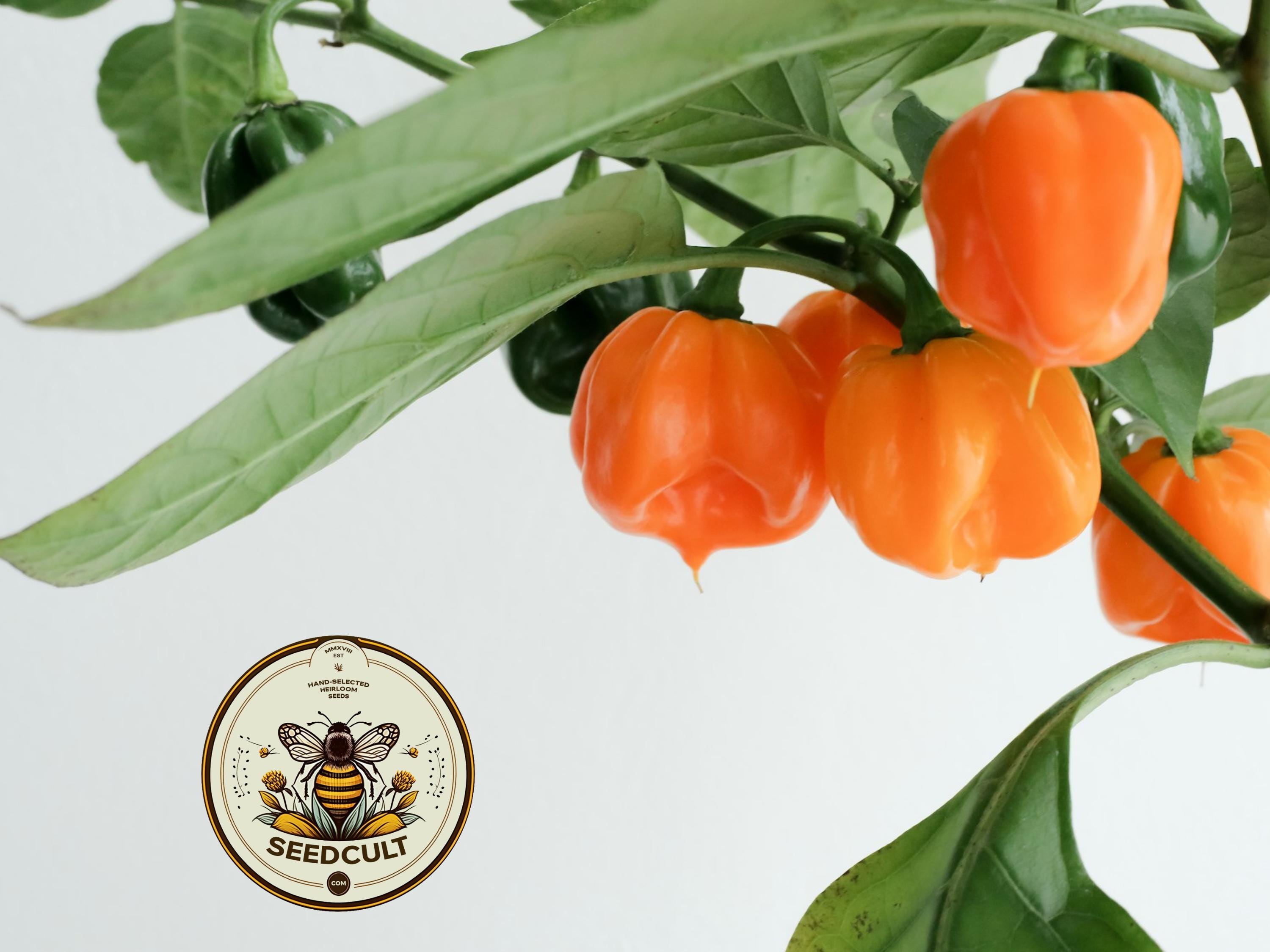 Orange Habanero Pepper Seeds, Capsicum Annuum CH2825