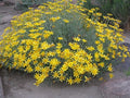 Oregon Sunshine Seeds, North American Native, Pacific NW, Eriophyllum Lanatum ER6050