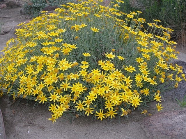 Oregon Sunshine Seeds, North American Native, Pacific NW, Eriophyllum Lanatum ER6050