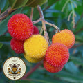 Dwarf Strawberry Tree Seeds, Arbutus Unedo, Edible Fruit AR8020