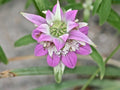 50 Spotted Bee Balm Seeds, Monarda Punctata MO0550