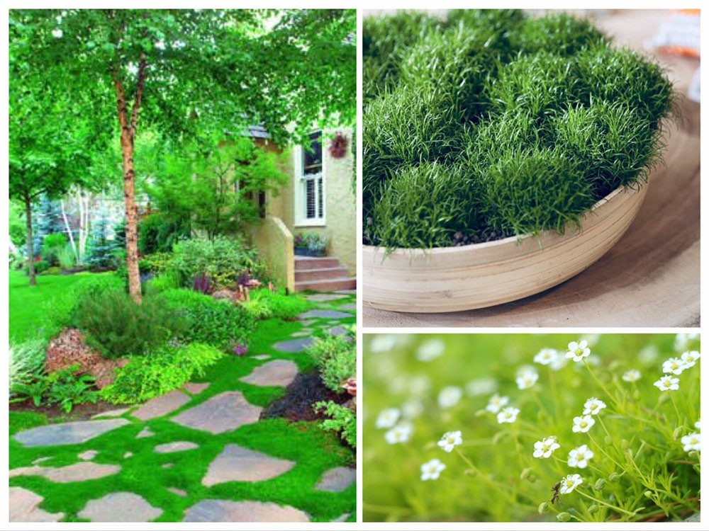 5000 Irish Moss Seeds, Sagina Subulata, Pearlwort, Ground Cover SS015M
