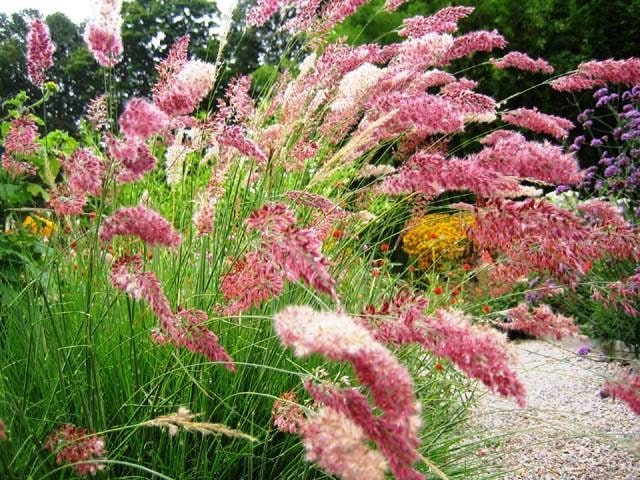 Rare Ruby Grass Seeds, Pink Bubble Grass, Rhynchelyrtum Nerviglumis RH5010