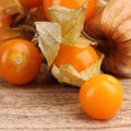 Aunt Molly's Ground Cherry Seeds, Delicious fruit, Physalis Pruinosa PH0225