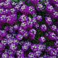Bulk Royal Carpet Sweet Alyssum Seeds, Lobularia Maritima LO015C