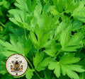 NEW! Lovage Seeds, Medieval Perennial Vegetables, Food Forest, Levisticum Officinale, LV4050
