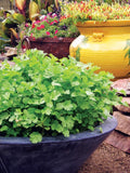 Bulk Organic Slow Bolt Cilantro Seeds, Coriandrum Sativum, Coriander, Mexican Culinary Herb CR011C