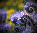 Bulk Best Find Lacy Phacelia Seeds PC011C