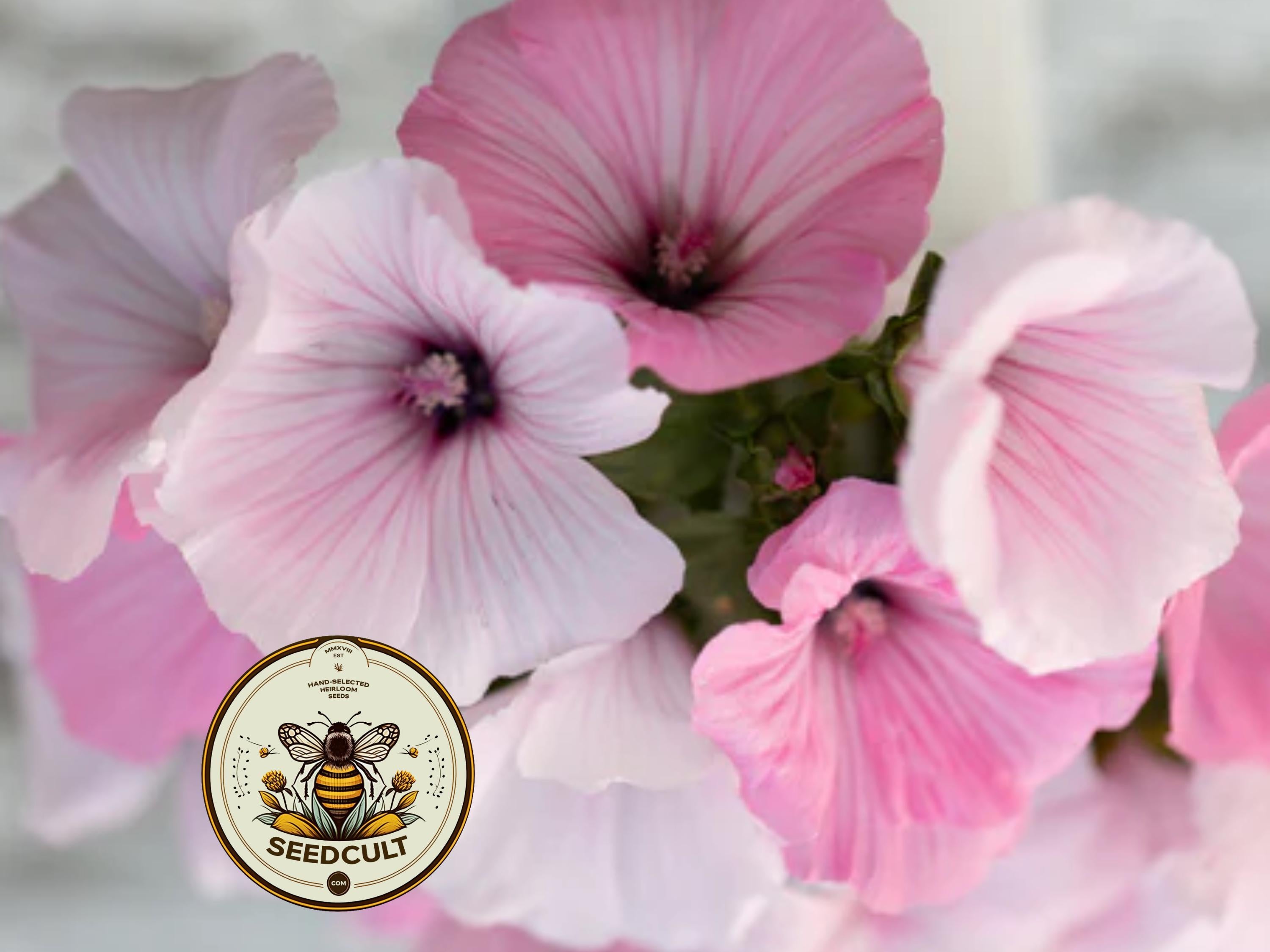 Rose Mallow Seeds, Color Variety, Rose, Hot Pink, Pink and White, Lavatera Trimestris LV0150