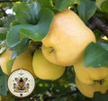 QUINCE 10 SEEDS