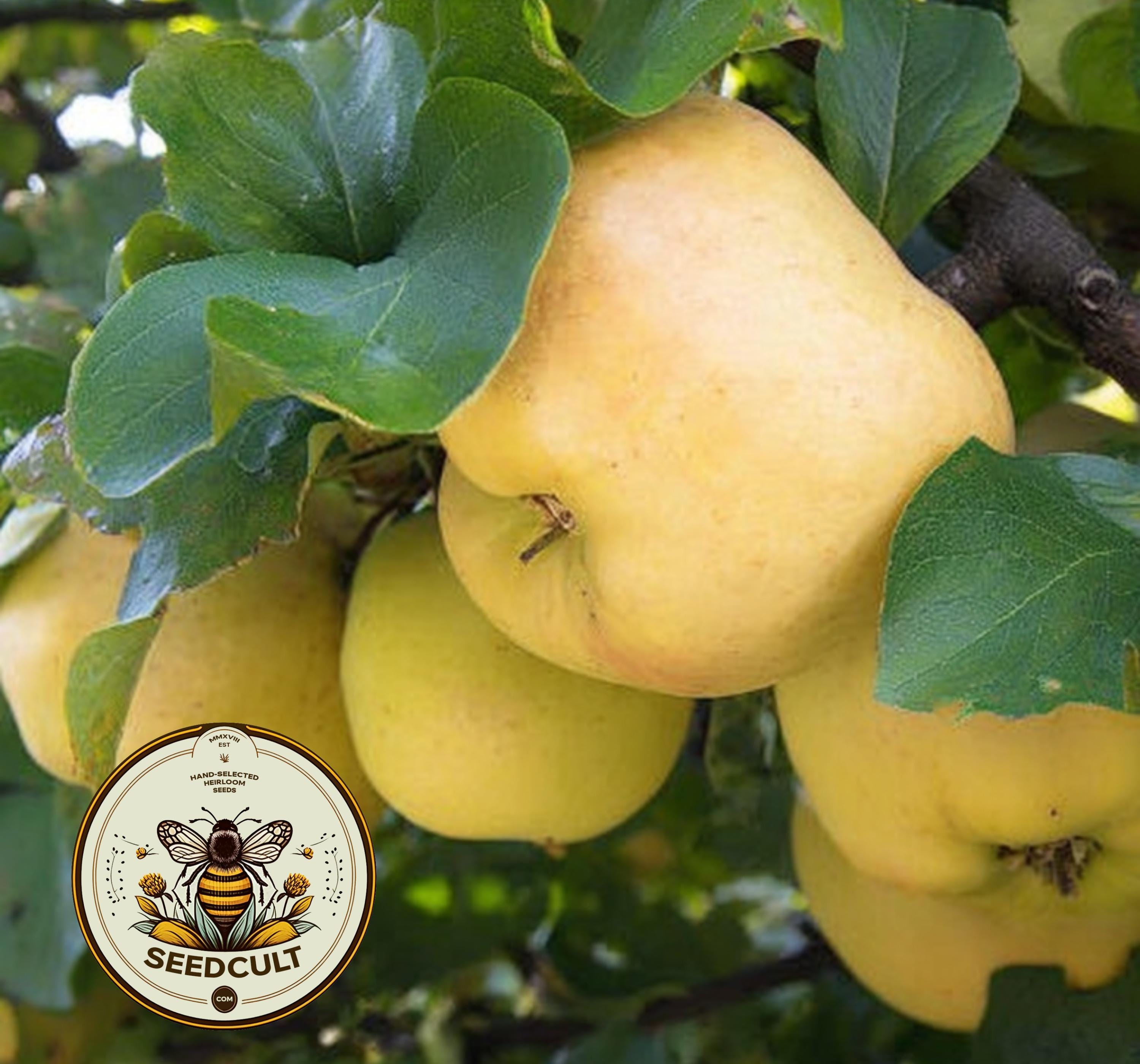 QUINCE 10 SEEDS