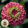Queen Red Lime Zinnia Seeds, Zinnia Elegans, Queen Series ZE1010