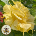Yellow Devil's Trumpet Flower Seeds, Datura DA0410