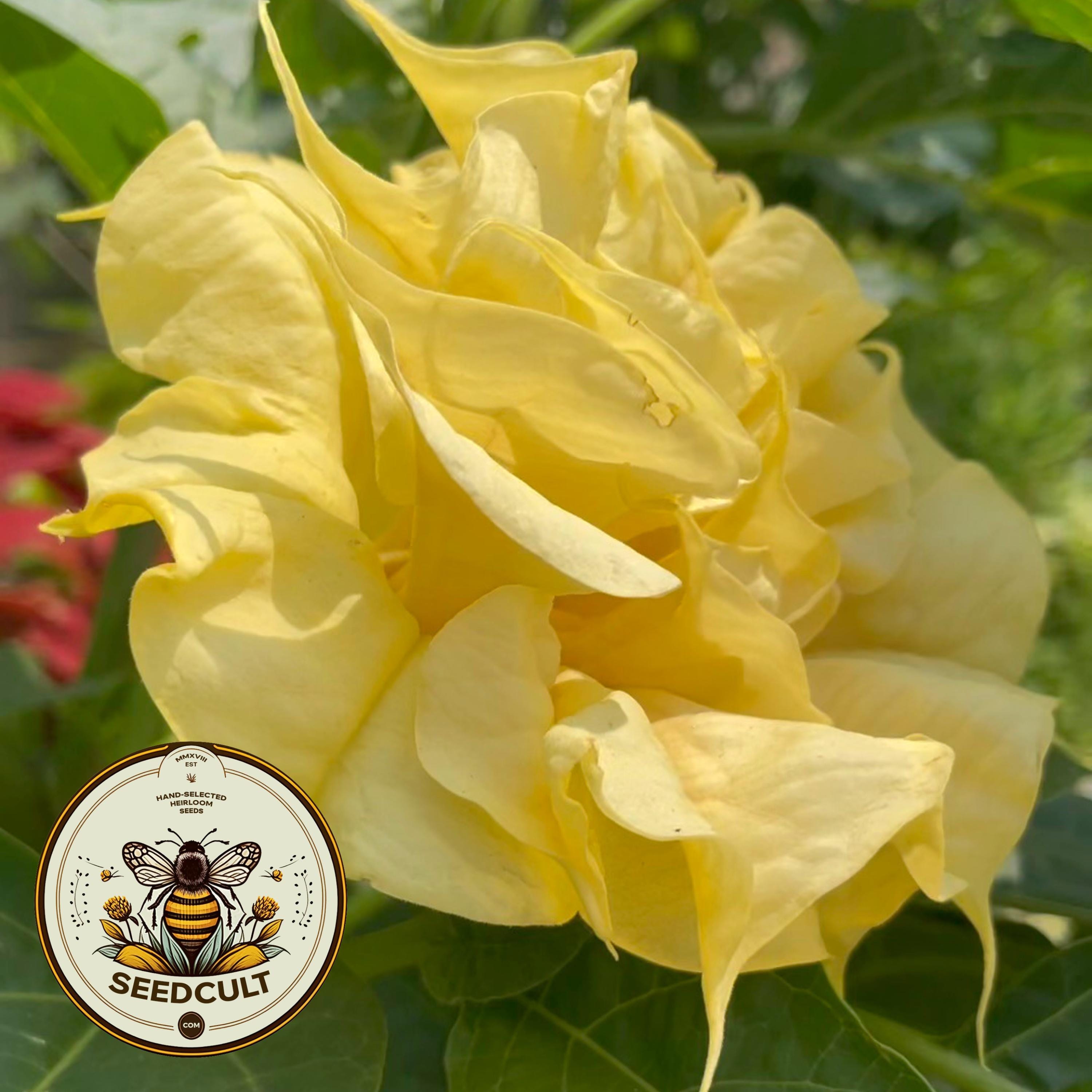 Yellow Devil's Trumpet Flower Seeds, Datura DA0410
