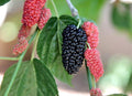 Black Mulberry Seeds, Morus Nigra MO8050