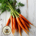 NEW! Tendersweet Carrot Seeds, Daucus carota DC082C