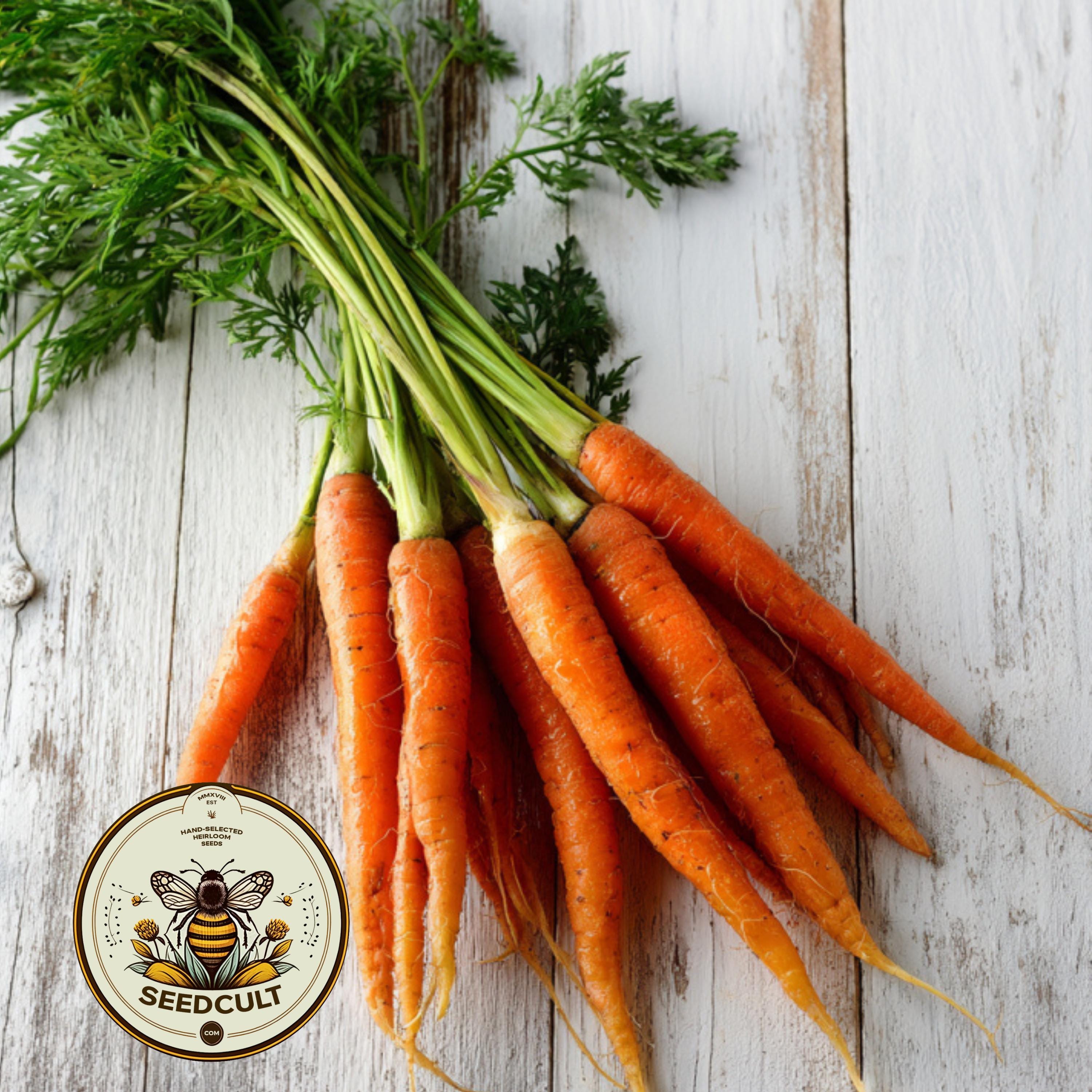 NEW! Tendersweet Carrot Seeds, Daucus carota DC082C