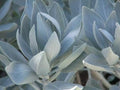 White Sage Seeds, Smudging Sage, Bee Sage, Sacred Sage, Salvia Apiana SA0750