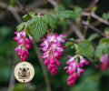 NATIVE PINK MOUNTAIN CURRANT, SIERRA CURRANT, US NATIVE PLANTS