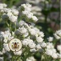 Wild Quinine / Parthenium integrifolium