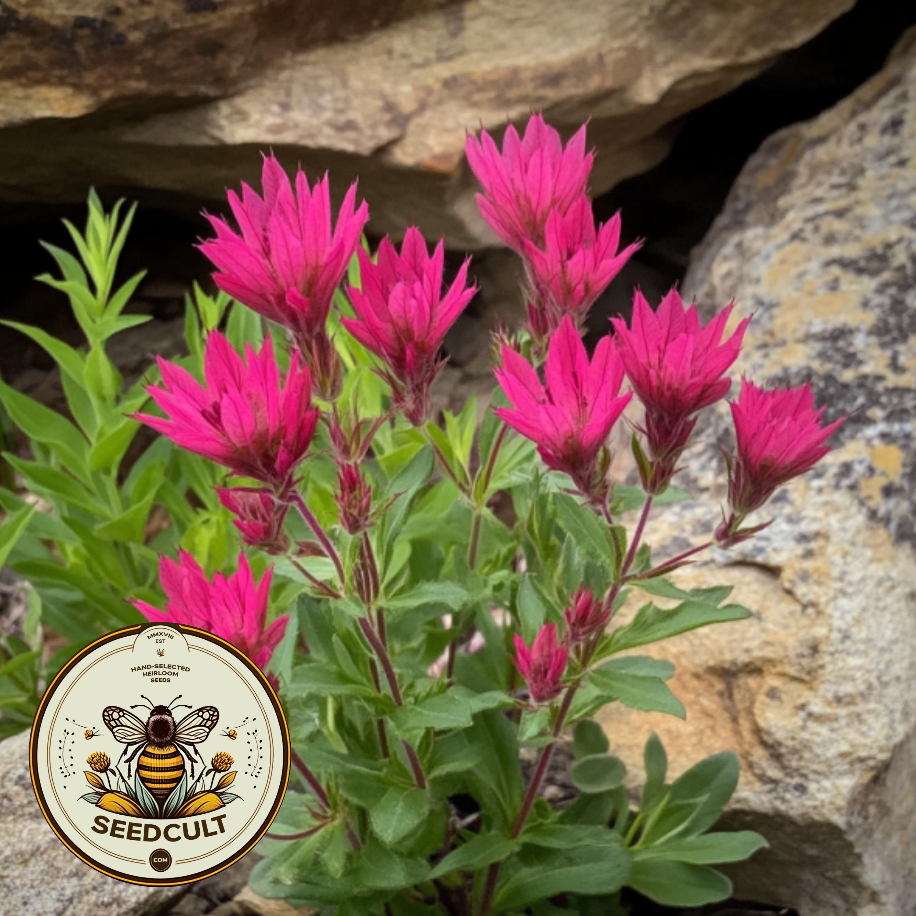 500 Rosy Indian Paintbrush Seeds, Castilleja Rhexifolia, CJ025C