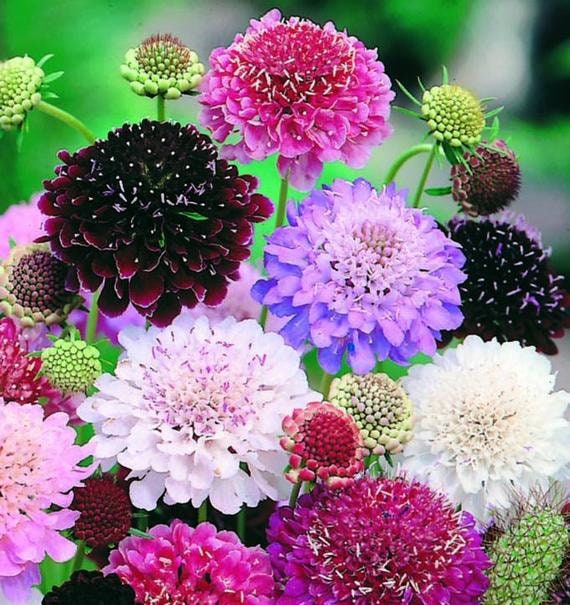 100 Eight Color Mix Scabiosa Flower Seeds, Bulk Pincushion, Scabiosa Atropurpurea SC021C