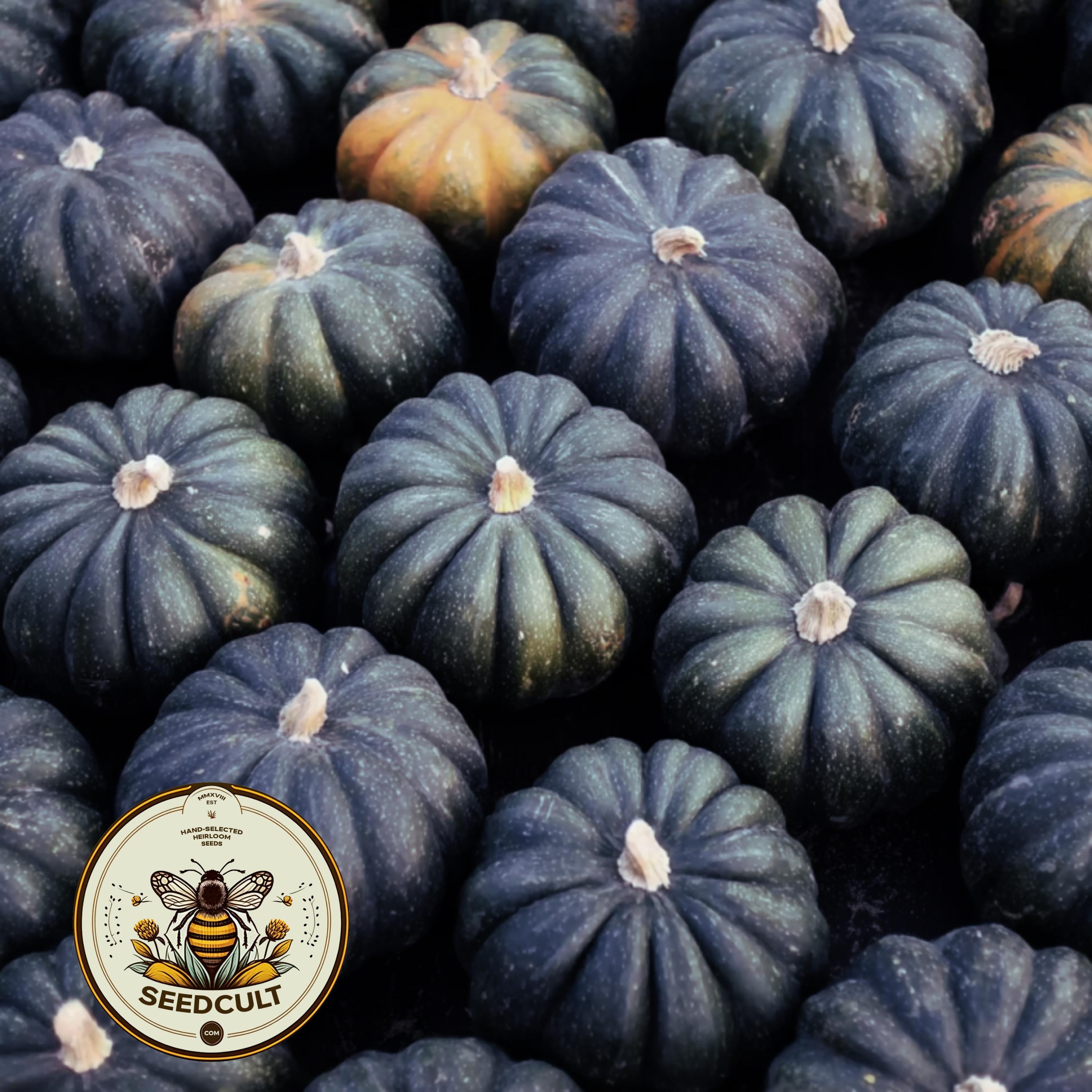 NEW! Black Melon Seeds, Noir Des Carmes French Melon, Cucumis melo, CU2325