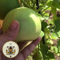 Sakata‚Äôs Sweet Tiny Melon, Edible Skin, Cucumis Melo, Japanese, Makuwa, Sakata CU0730