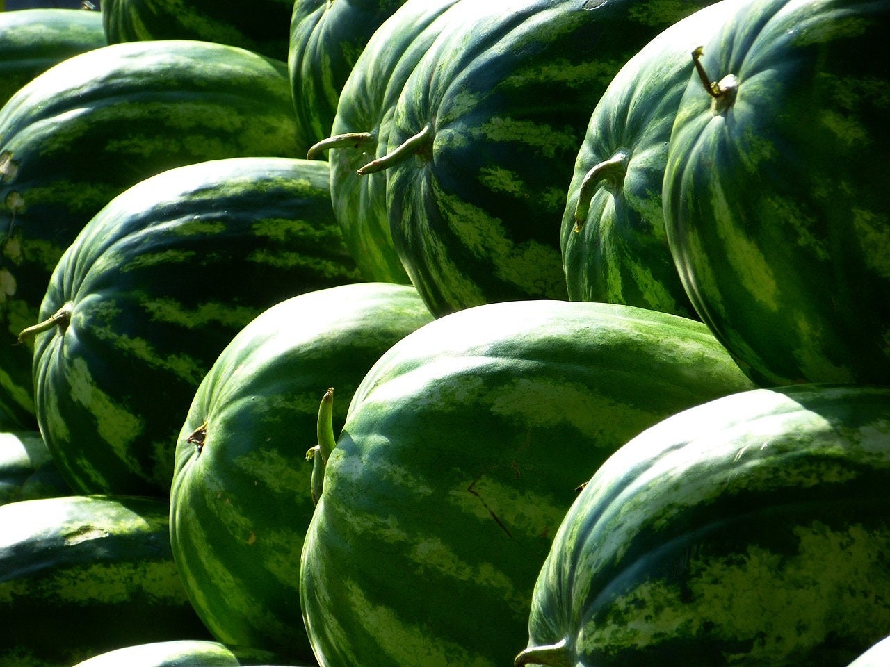 Florida Giant Watermelon Seeds, Citrullus lanatus CI4425