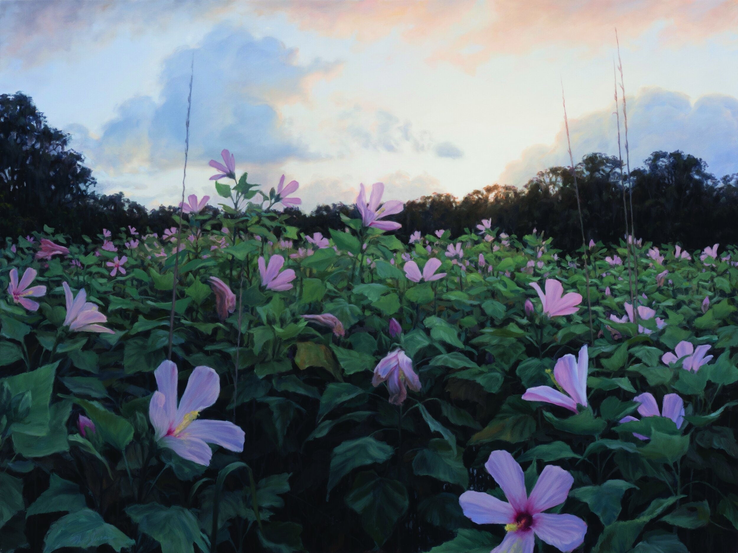 Native Hibiscus Grandiflora Seeds, Giant Rosemallow, Swamp Rosemallow, HI0525