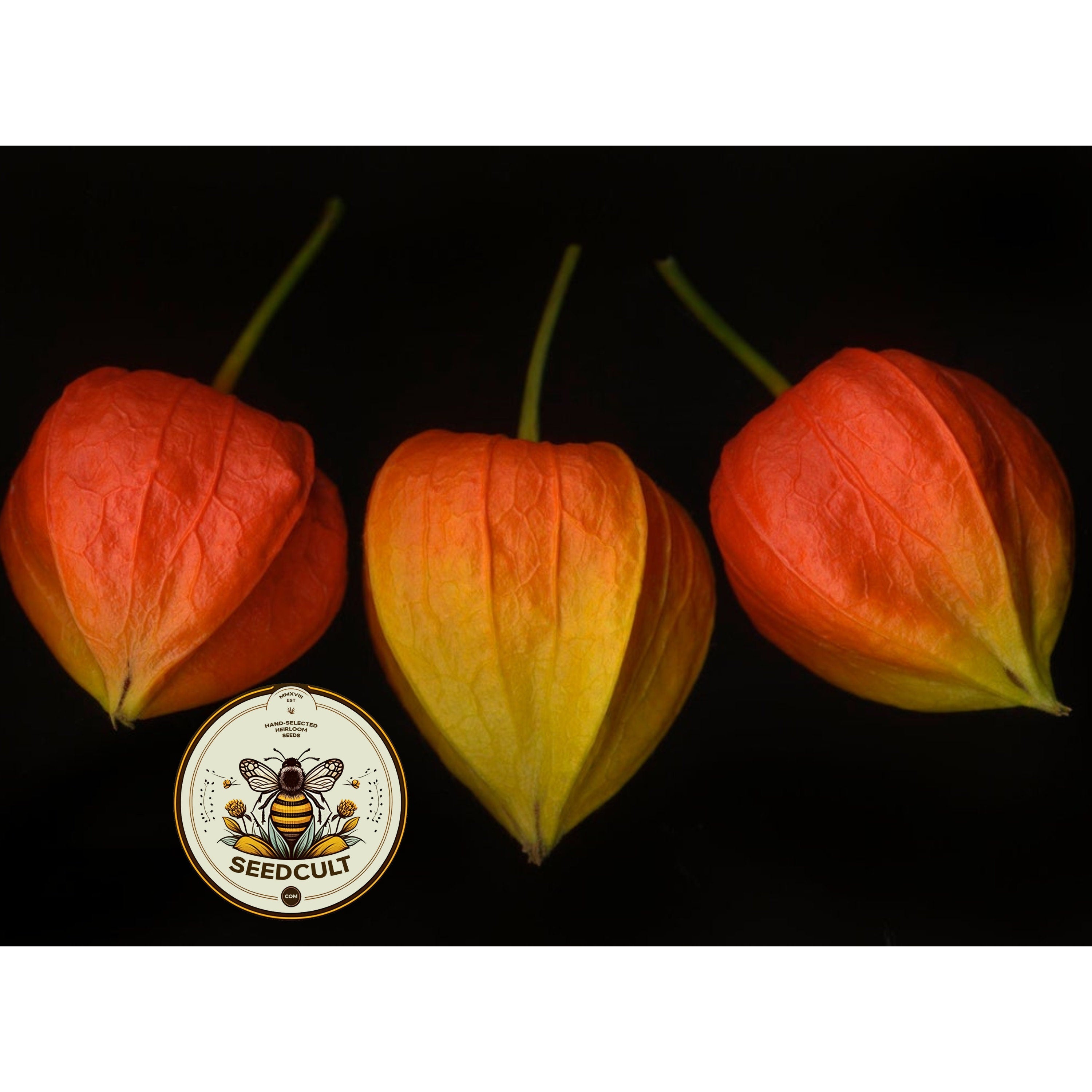Chinese Lantern seeds, Physalis alkekengi, Red, Orange, Yellow, Green, Strawberry Ground Cherry PH0125