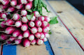 Bulk 500 French Breakfast Radish Seeds, Heirloom, Specialty Vegetable RA025C