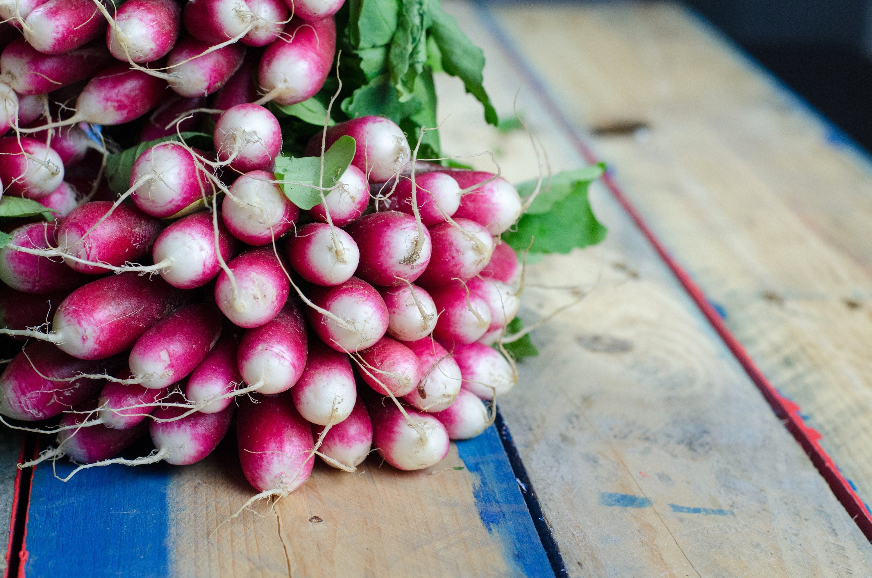 Bulk 500 French Breakfast Radish Seeds, Heirloom, Specialty Vegetable RA025C