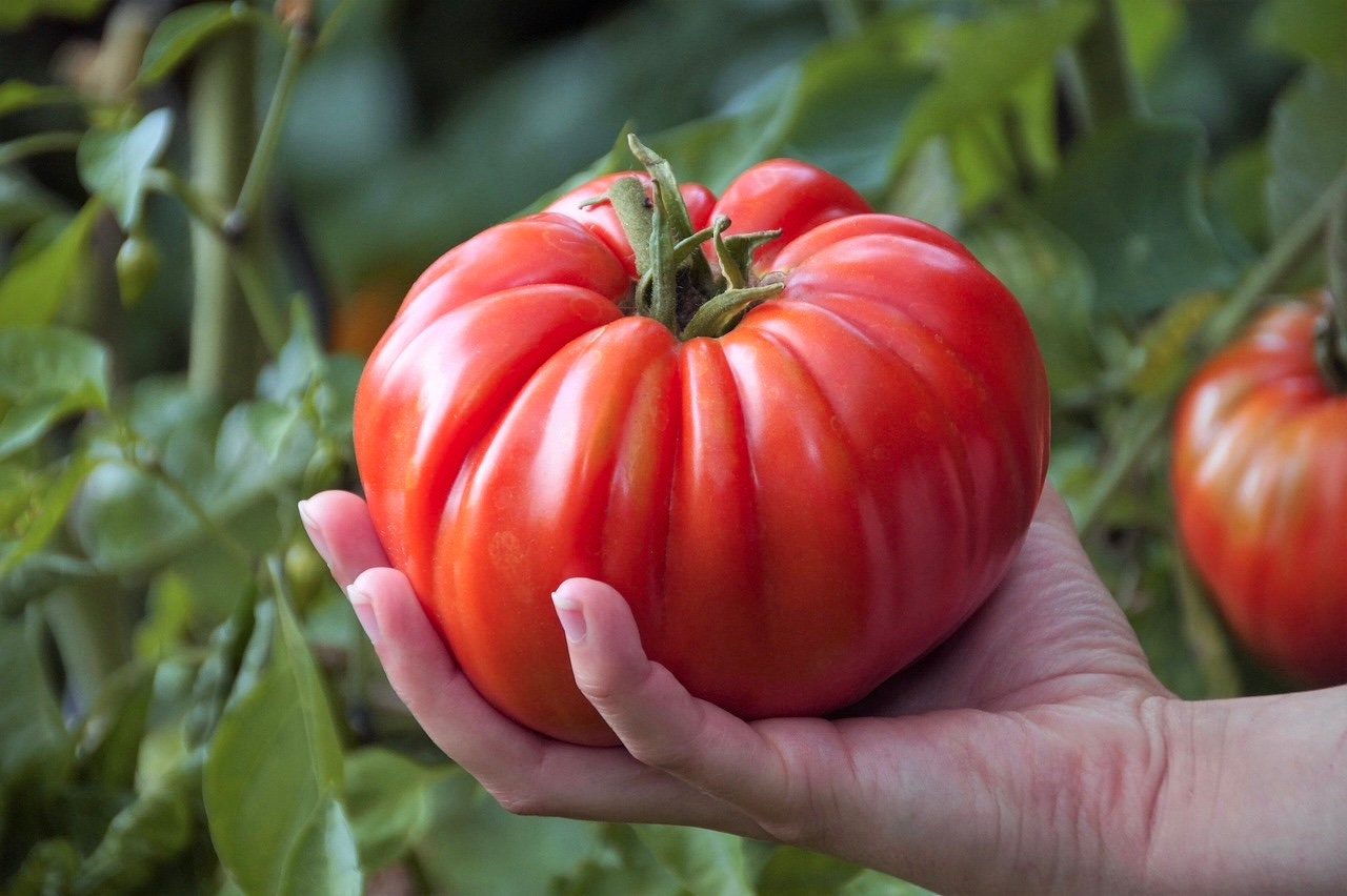 Mortgage Lifter Tomato Seeds, Solanum Lycopersicum, LY3525